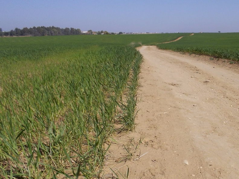 Caminos Vivos de Sevilla: el campo, más cerca