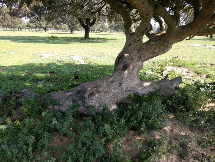 Árboles singulares. De Lentiscos.