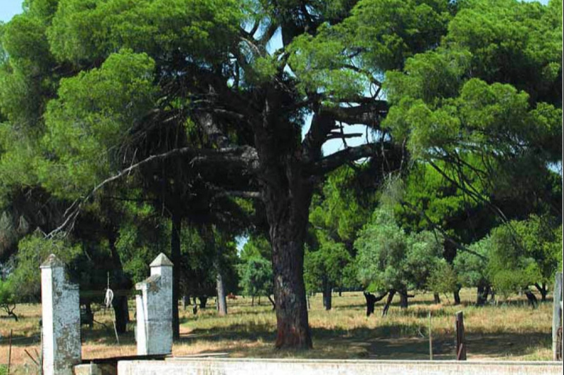 Pino del Pilón de la Casa del Guarda