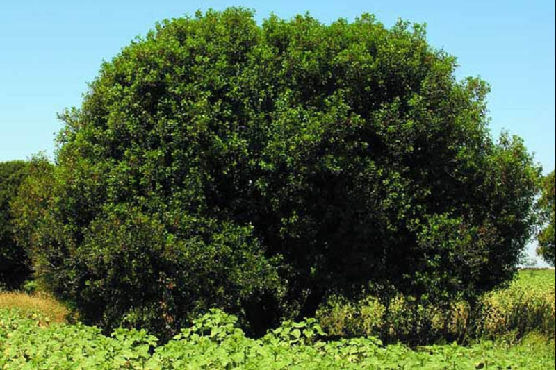 Lentiscos de La Motilla