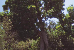 Madroños de la finca la algaidilla
