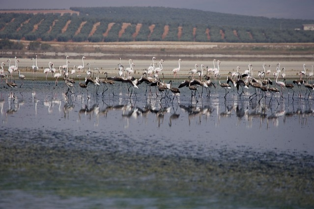 LAGUNA DE FUENTE DE PIEDRA