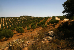 Herrizas de mingo