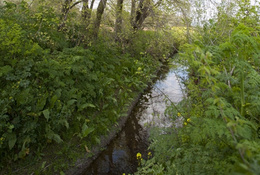 Alameda del padrón