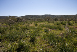 Peñuelas o navahermosa